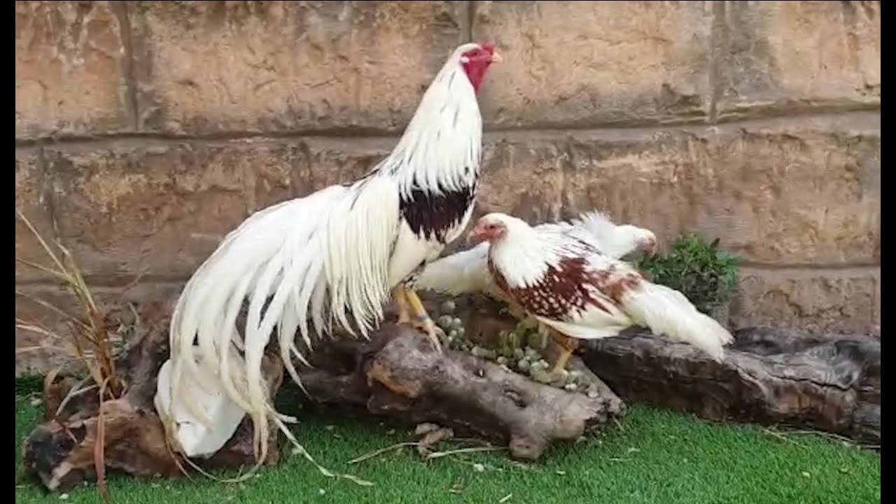 من اغلى و اجمل انواع الدجاج مع جمال العمواسي