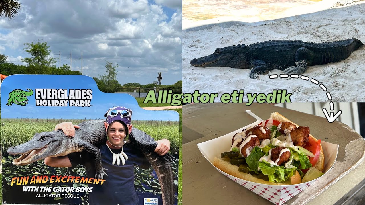 Everglades Ulusal Parkı - Bot Turunda Alligatorları Gördük 🐊 #evergladesnationalpark #miami