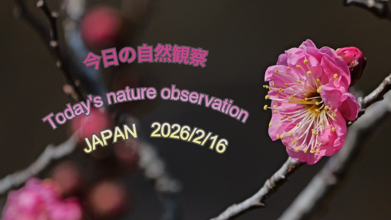 今日の自然観察　Today's nature observation　JAPAN  2026/2/16