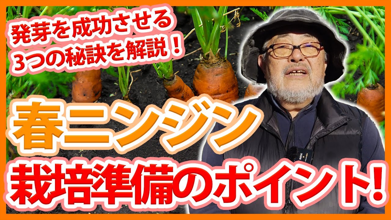 家庭菜園や農園の春ニンジン栽培で発芽を成功させる３つの秘訣と春ニンジンの育て方！【農家直伝】