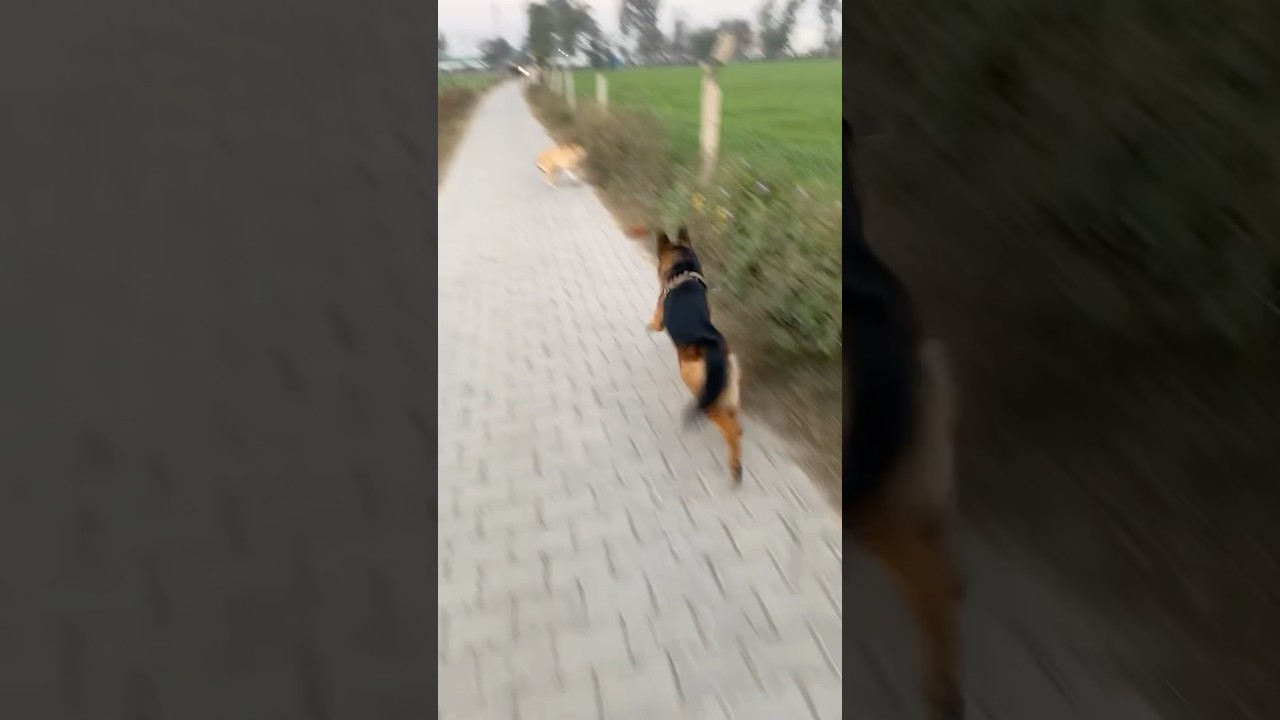 German shepherd protects owner from stray dogs | German shepherd vs street dogs #dog #funny #love