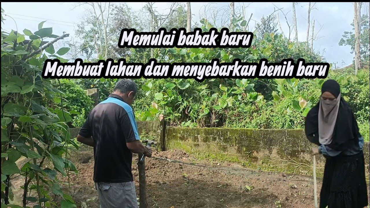 HIDUP SEDERHANA | MEMULAI BABAK BARU | MENANAM KACANG TANAH | KANGKUNG | WORTEL 