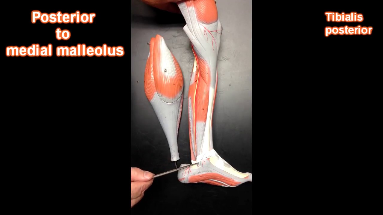 Мышцы голени