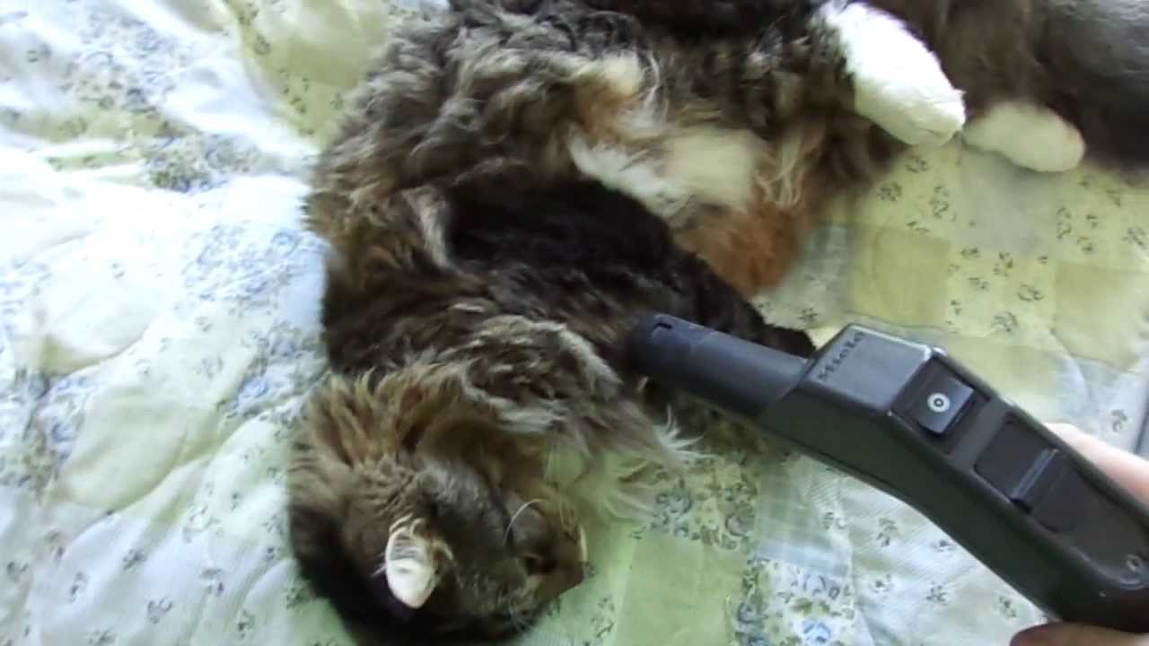 Vacuuming Maine coon rescue Jack