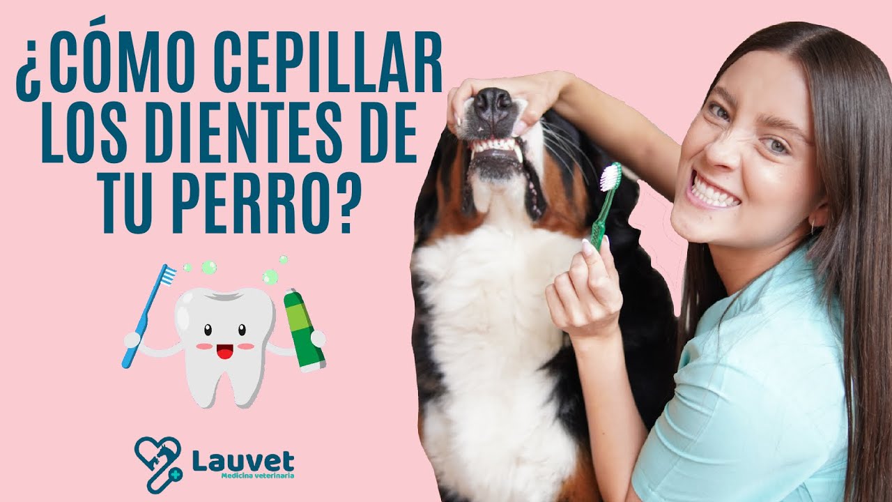 ¿CÓMO CEPILLAR LOS DIENTES DE MI PERRO? | ¿Por qué es importante? - Lauvet