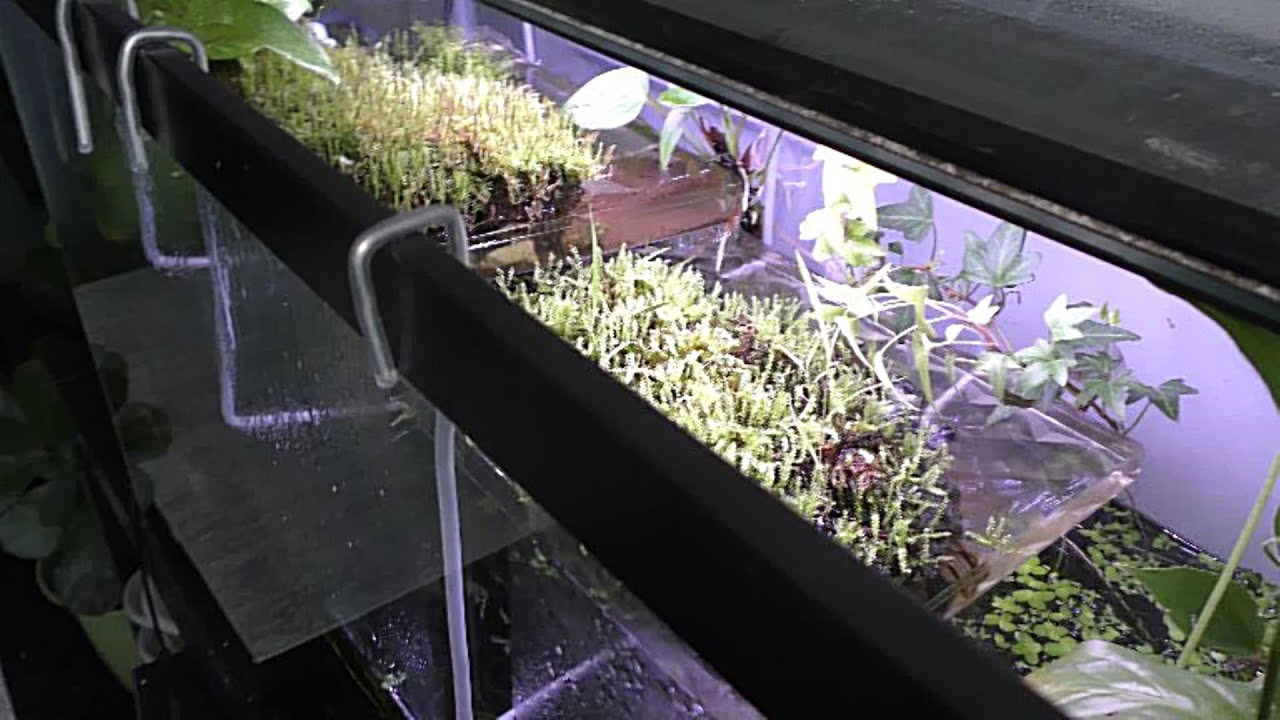 Aquarium Plants Holders DIY