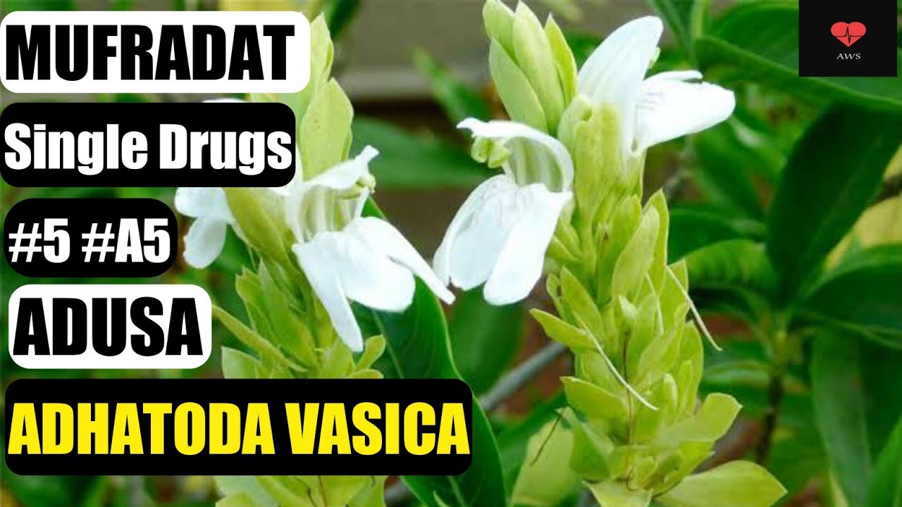 ADUSA | अडूसा से इलाज | MUFRADAT | ADHATODA VASICA | BUMS 2nd Prof. | Function | Full Details.
