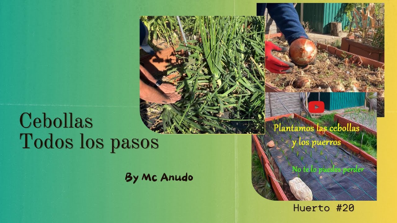 ¡El Ciclo Completo de la Cebolla! 🌱 Cómo Lograr Cebollas Gigantes desde el Inicio