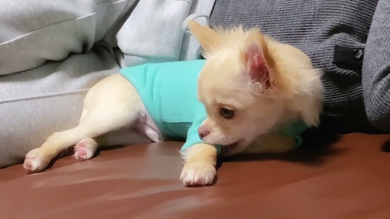 愛犬チワワうとうと眠い。初めて着た服も気になる。@salon-itakura 