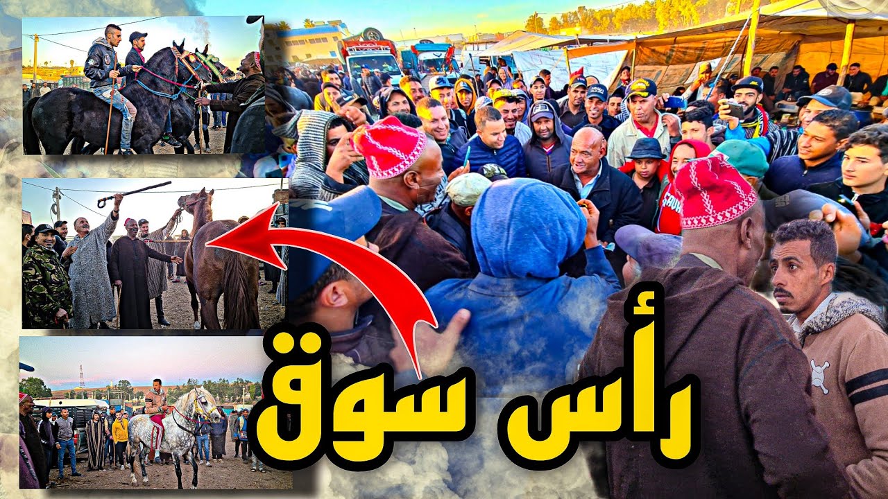 سوق سطات شرويط عندو عود زرك ناضي وبدريس عندو جدع سليماني كيطلب فيه 8 المليون 😱💯💪0631119565