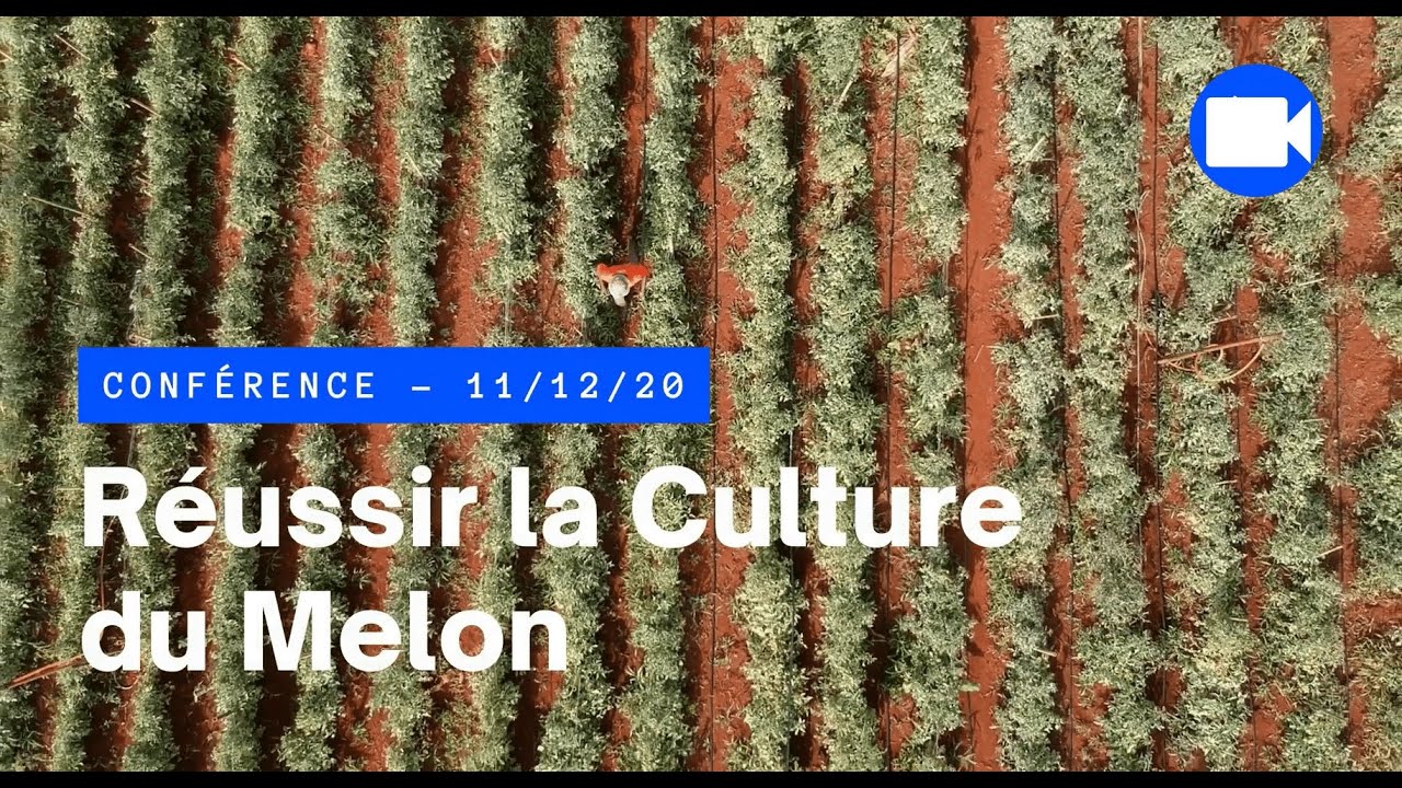 ÉPISODE 1 : LES CLÉS POUR RÉUSSIR LA CULTURE DU MELON
