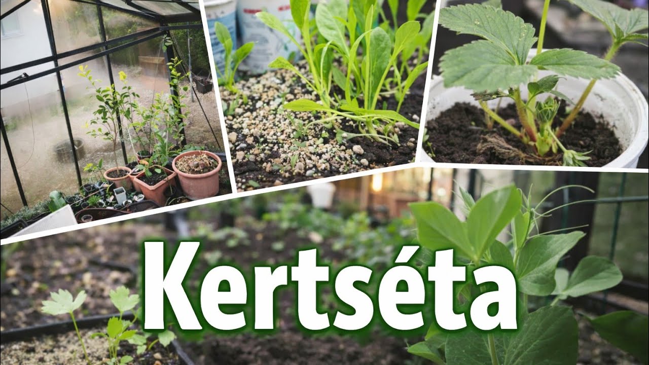 Üvegház állapota tavasszal – kertséta | Greenhouse update – spring garden tour