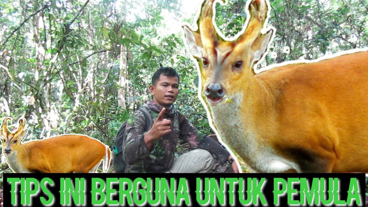 SETELAH MENONTON VIDEO INI KIJANG AKAN JADI MUDAH DI TEMUI