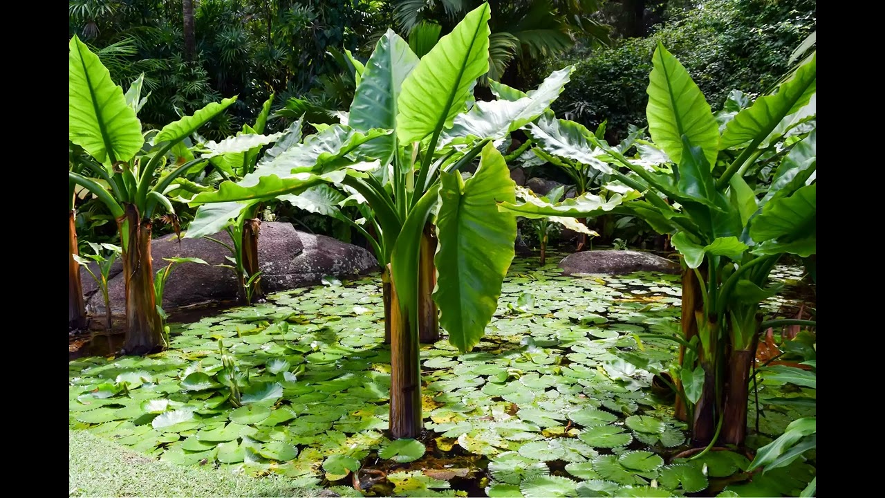 Trek Through the Seychelles National Botanical Gardens
