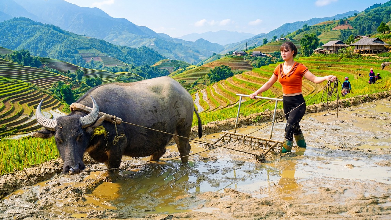 How to Harrow Fields with Giant Buffalo | Spring Rice Planting