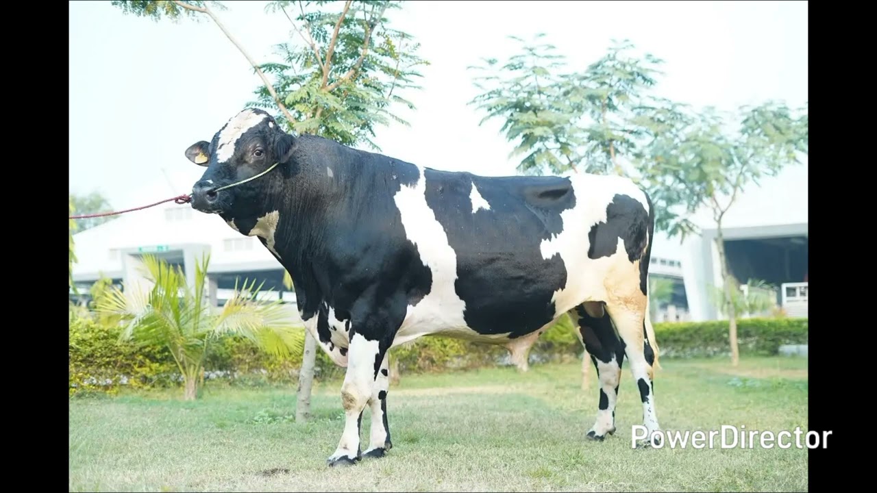 Sag HF Bull -0001#Sag HF Bull -0001#HF Bull -0001#Sag best Bull#Sag #dairyfarm