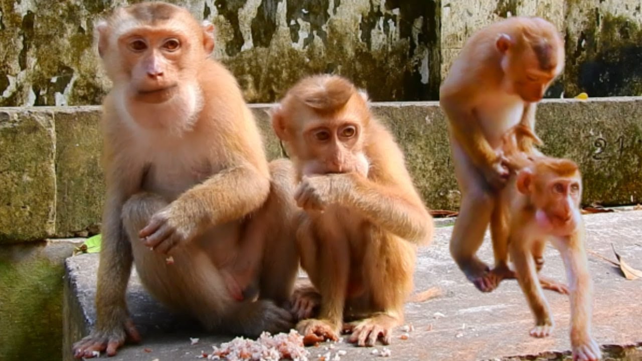 Monkey Rojo is trying to comfort the new abandoned monkey to eat rice with him.