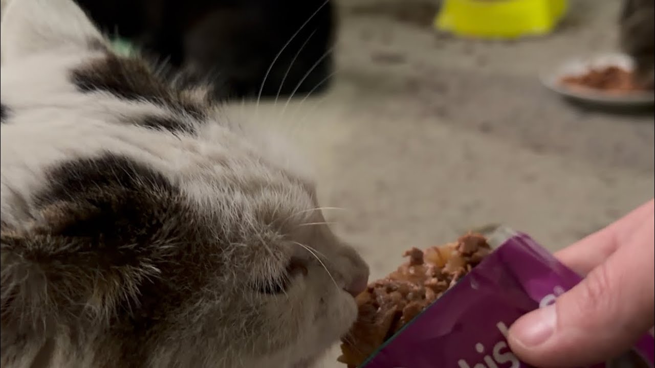 Как и где живут Буся, Лорд и Жорик 😉😁ПОДПИСЫВАИТЕСЬ на канал🙏 #cat #cats #pets #подпишись 