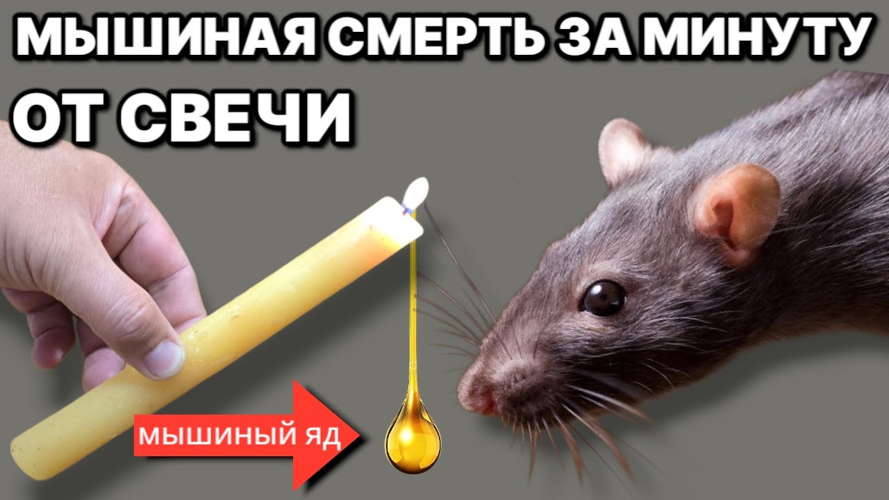 ВОЗИМИ СВЕЧУ и избавься от всех мышей в доме