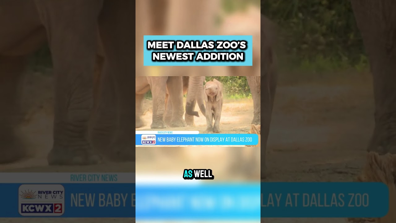 Meet Matope: Dallas Zoo&rsquo;s Adorable New Baby Elephant