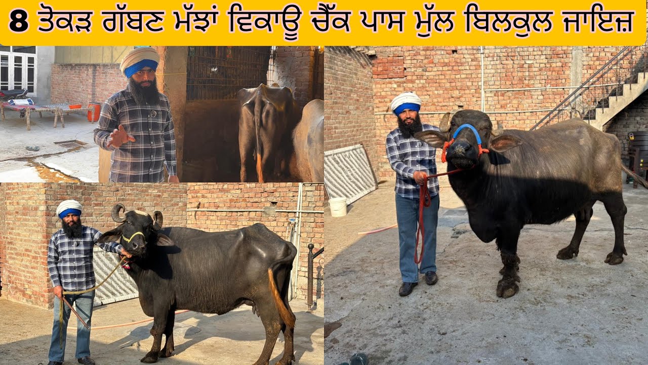 20/03/2026 8 ਤੋਕੜ ਗੱਬਣ ਮੱਝਾਂ ਵਿਕਾਊ ਚੈੱਕ ਪਾਸ ਮੁੱਲ ਬਿਲਕੁਲ ਜਾਇਜ਼ ਝਾਮਕਾ ਤਰਨ ਤਾਰਨ6284-741127 7087901127
