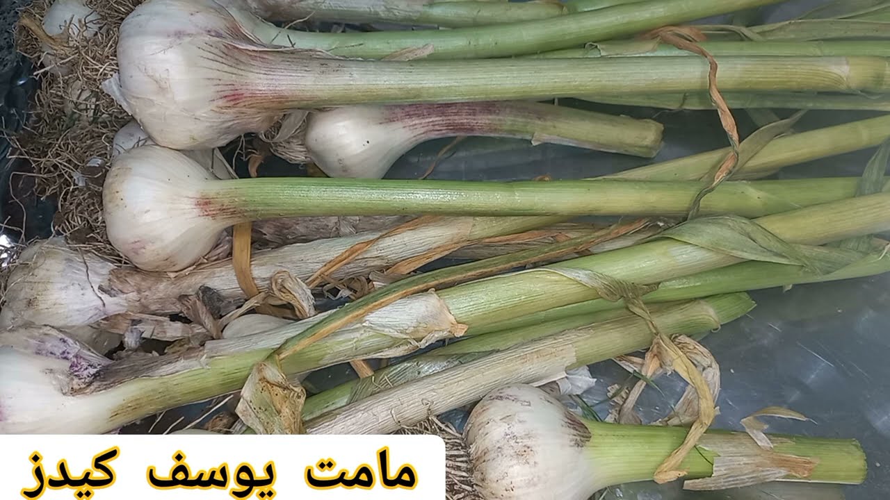 تفريز الثوم طريقة عمل 