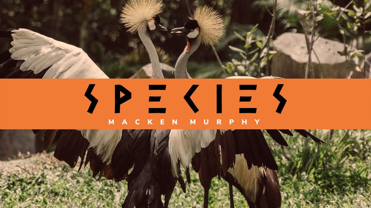 Date Psychology | Alexander | Species Podcast