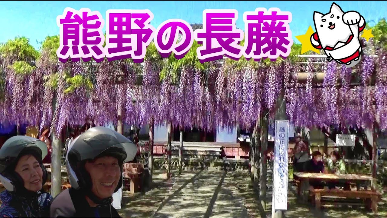【満開】熊野の長藤がちょうど見頃なのでご近所お花見ツーリング!!