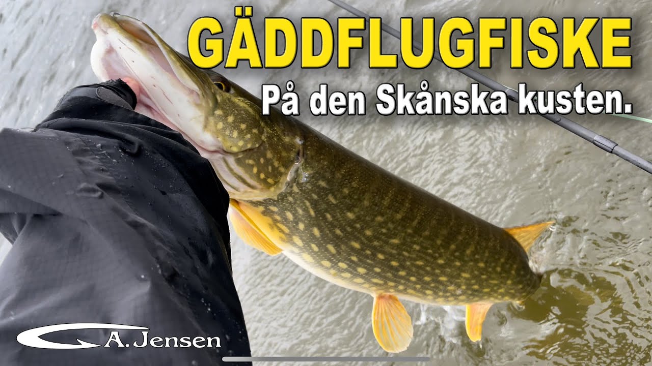 Gäddflugfiske i havet!
