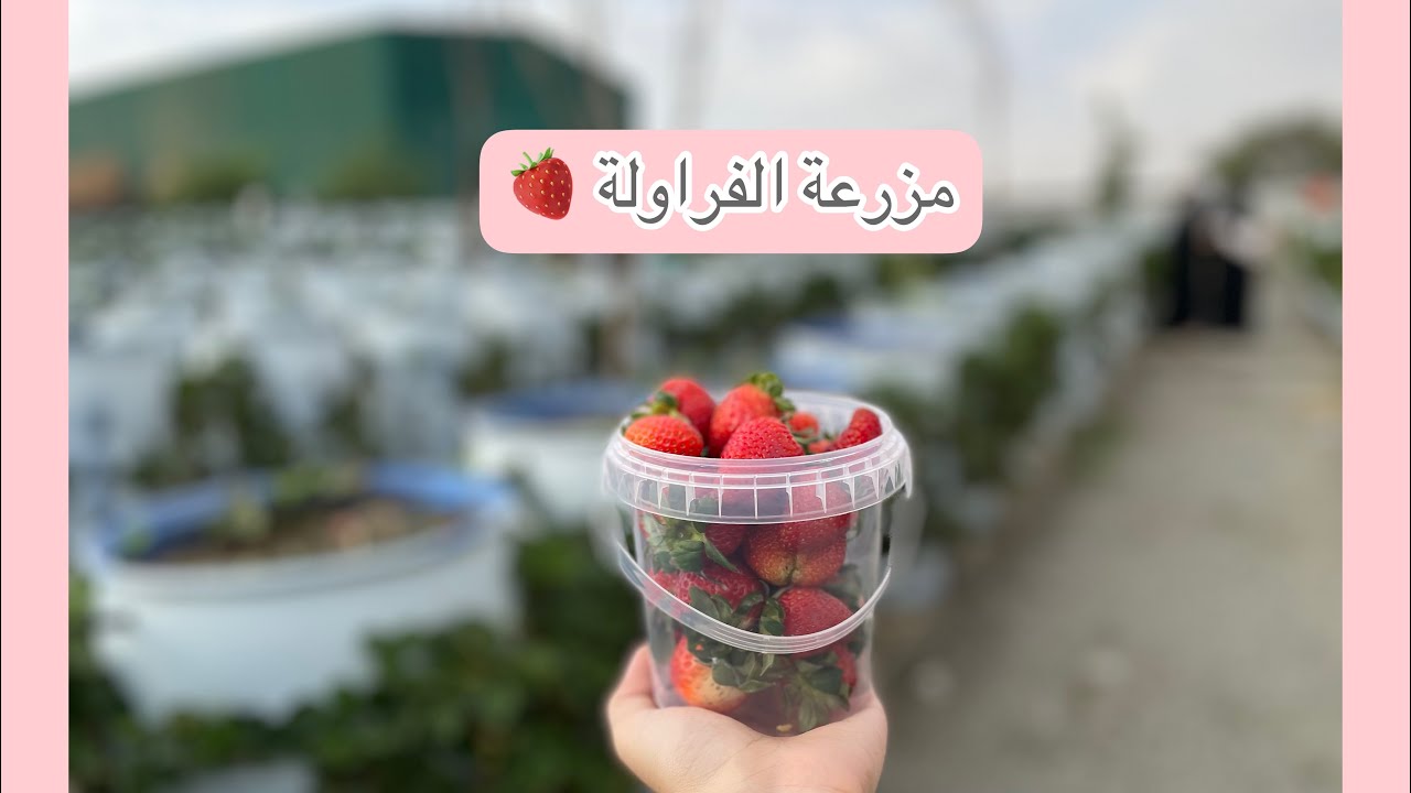 جولة في مزرعة الفراولة 🍓/ رحلتي للطائف✨