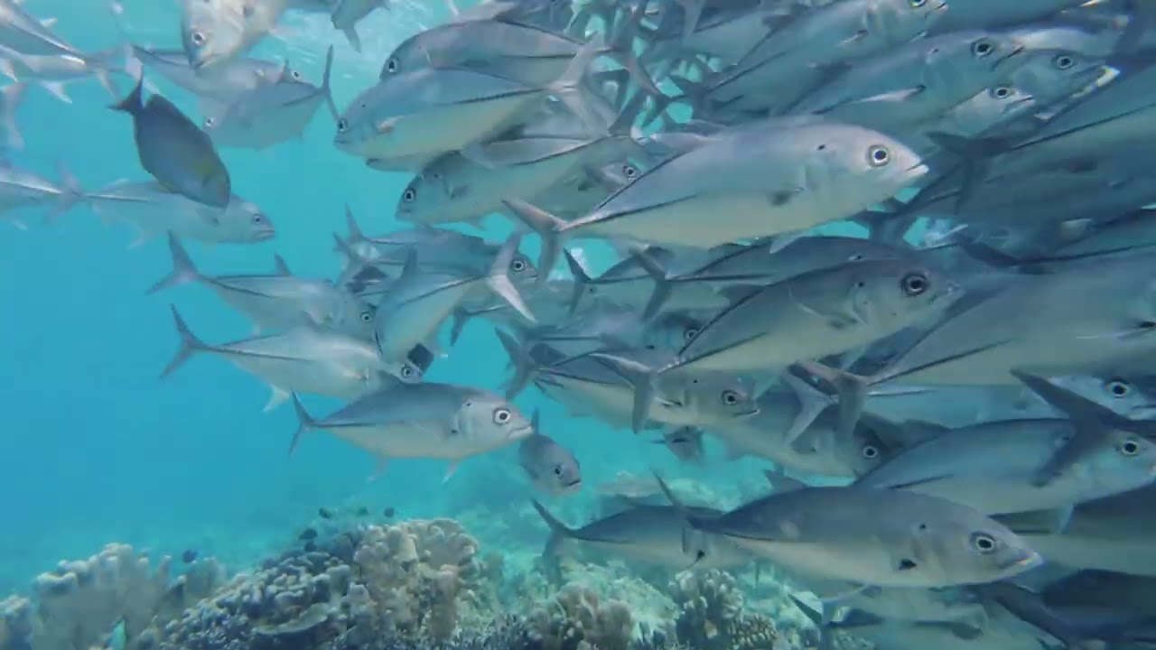 Staying & diving @ Seaventures Dive Rig (March 2025)