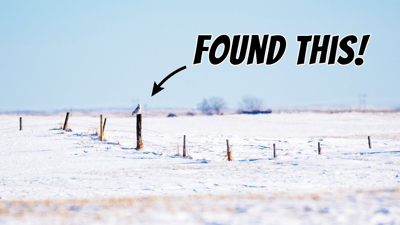Where to Find Winter Birds East of Calgary