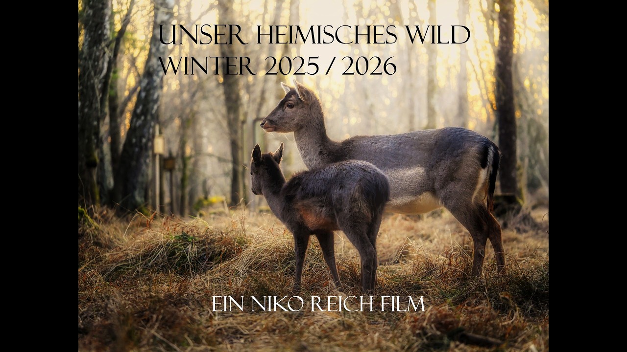 Das heimische Wild während der Wintermonate 2026 ( Jan - Feb ) , live  gefilmt N. Reich