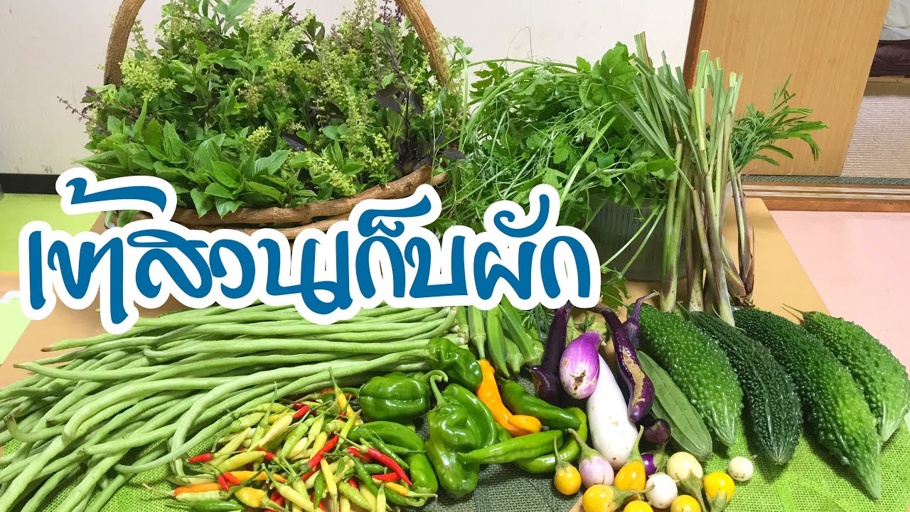 พอเพียงในต่างแดน เข้าสวนเก็บผักปลอดสาร
