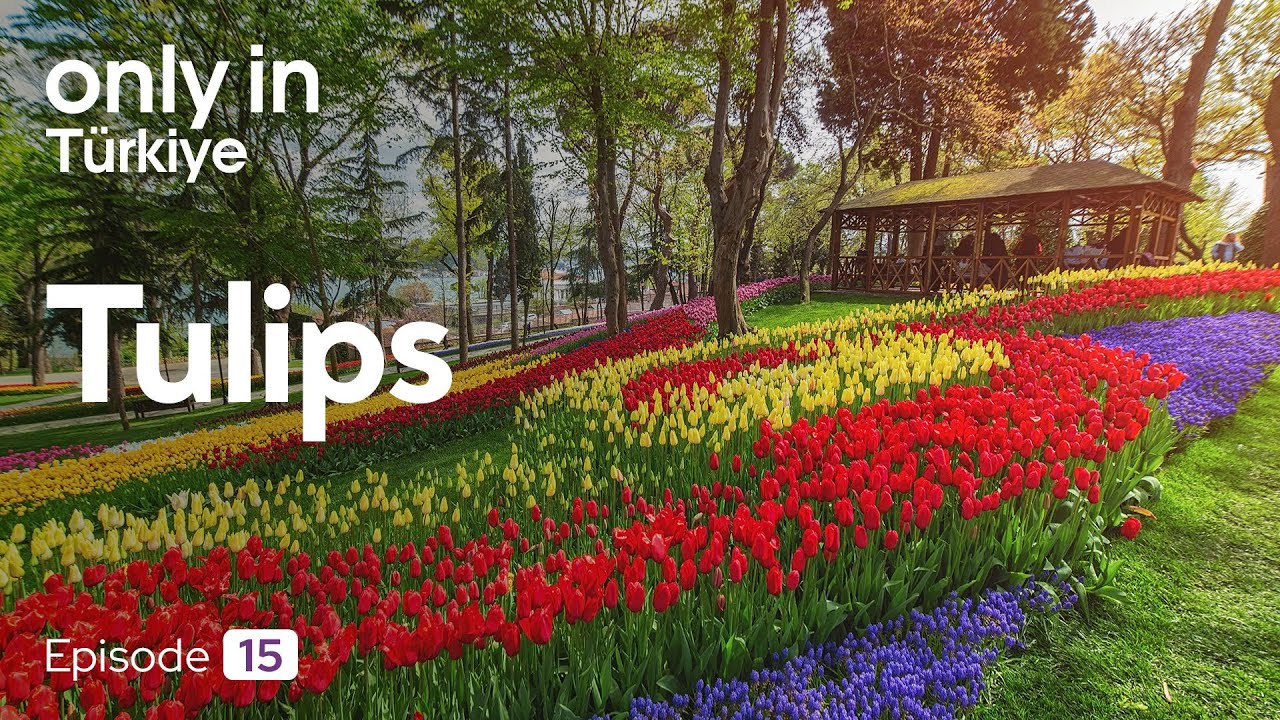 Tulips - Only In Türkiye ⎮ Go Türkiye