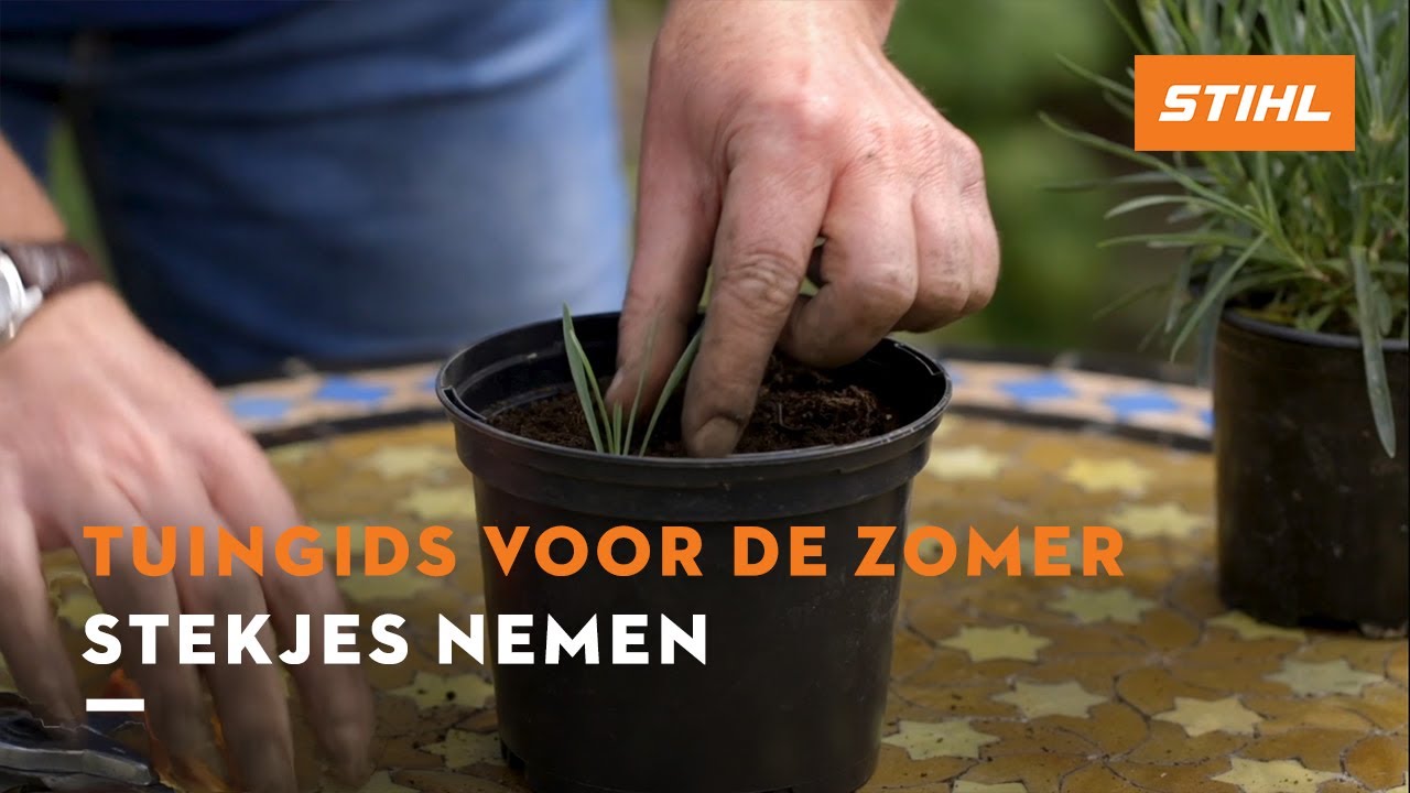 Stekjes nemen - Tuingids voor de zomer
