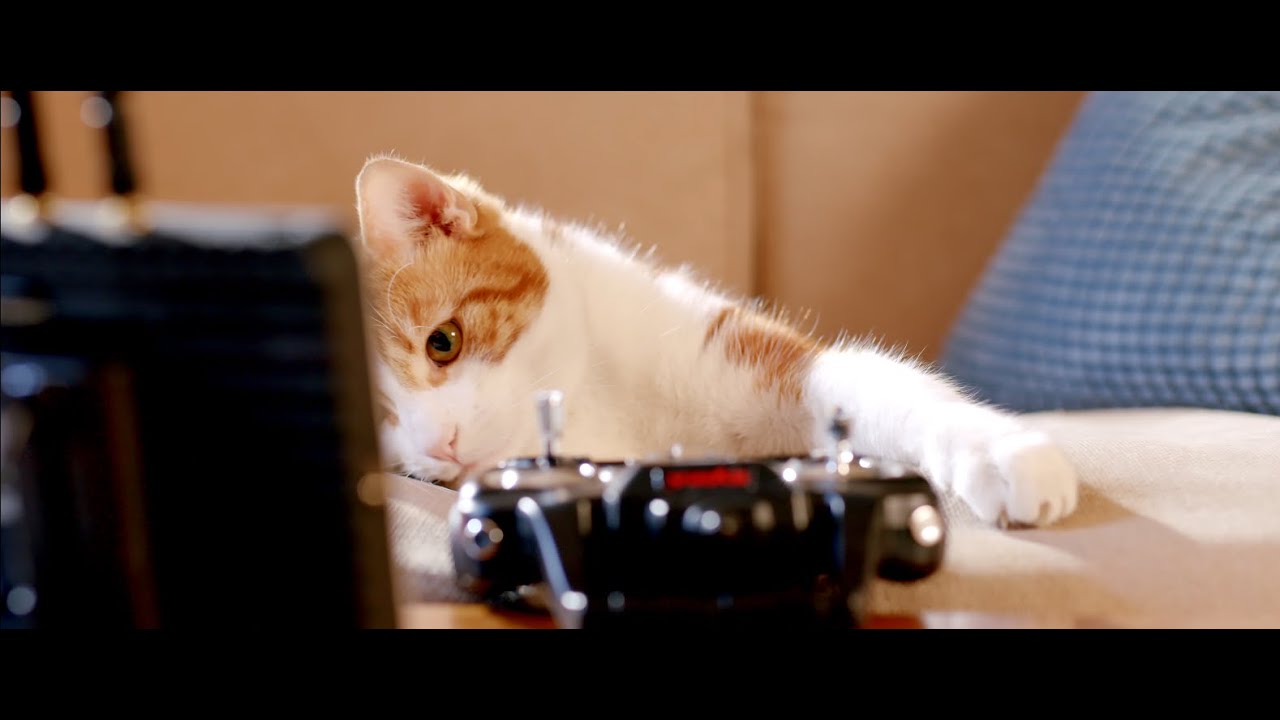 The Others Are Dead, Steve - Cats Can Fly (Official Video)