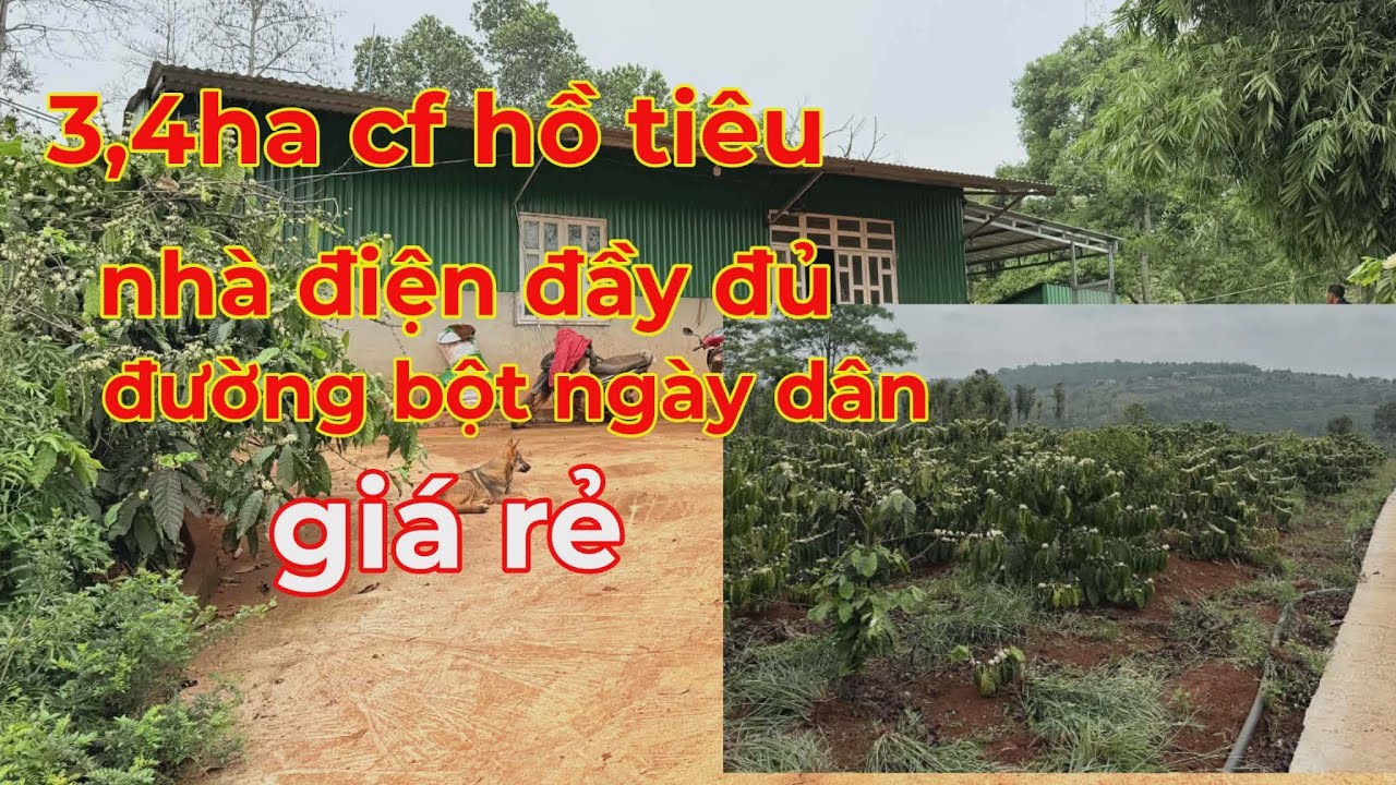 Bán 3,4ha cà phê hồ tiêu,nhà cửa điện nước đầy đủ,ngay trung tâm dân cư lh 0366592989