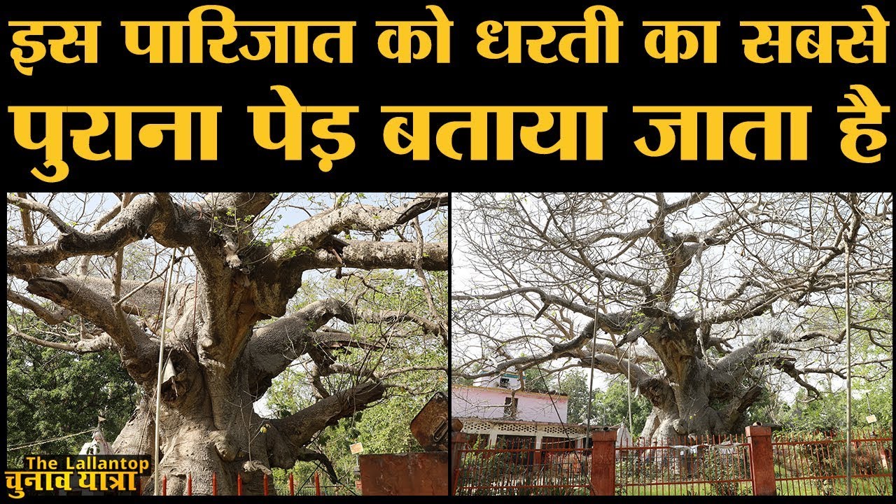 UP के Lucknow के पास इस Parijat की कहानी जानकर आप चौंक जाएंगे | Barabanki | mythological Story