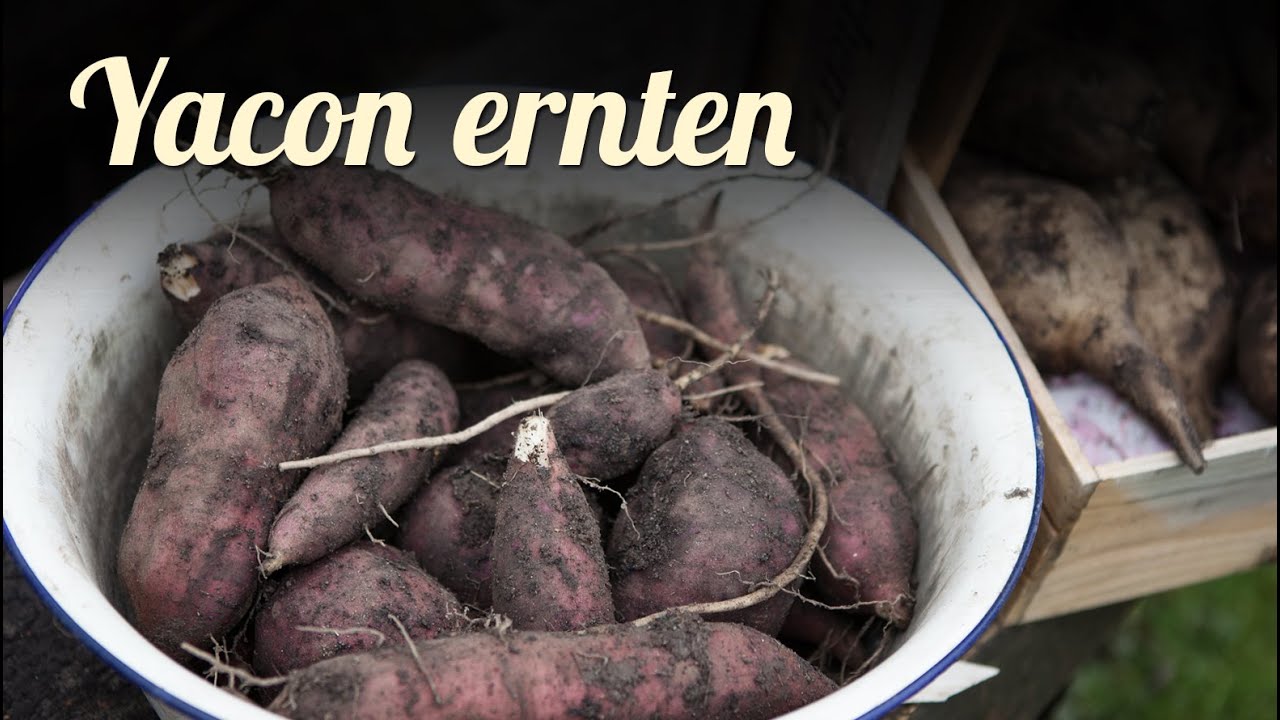 Yacon anbau und ernten, Teil 3/4 | Exoten im Garten