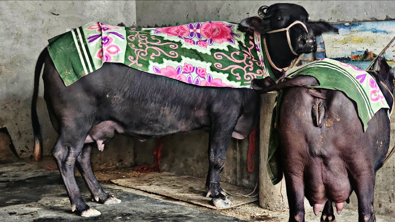 🔴 Live Milking 2 Teeth First Timer Phulian Khurd ( Narwana ) Kuldeep 8168122201