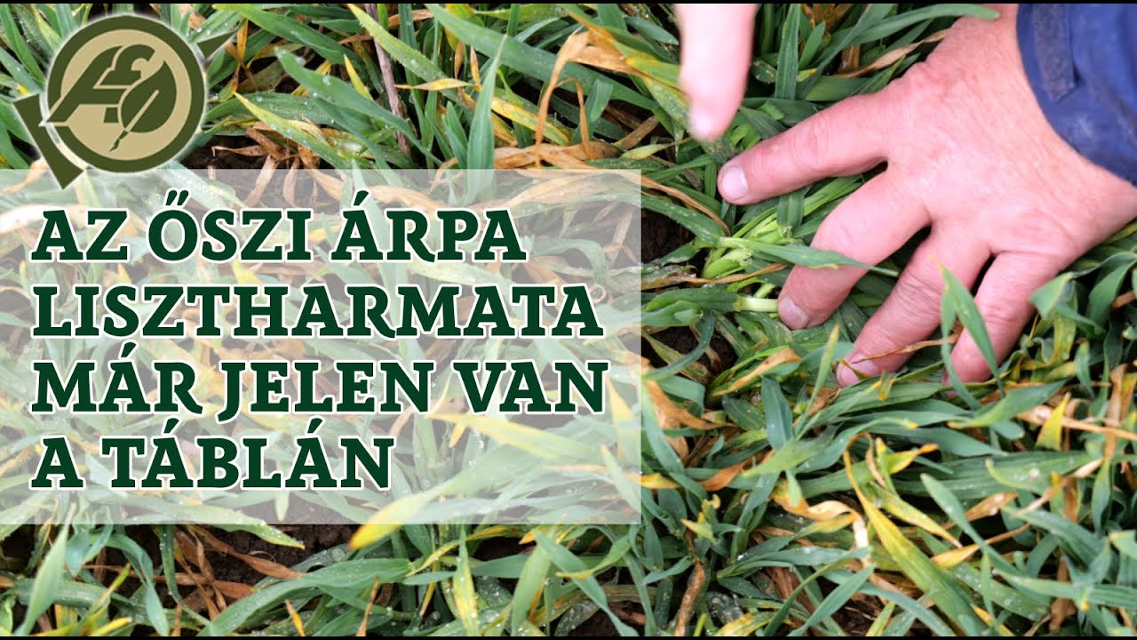 Az őszi árpa lisztharmata már jelen van a táblán