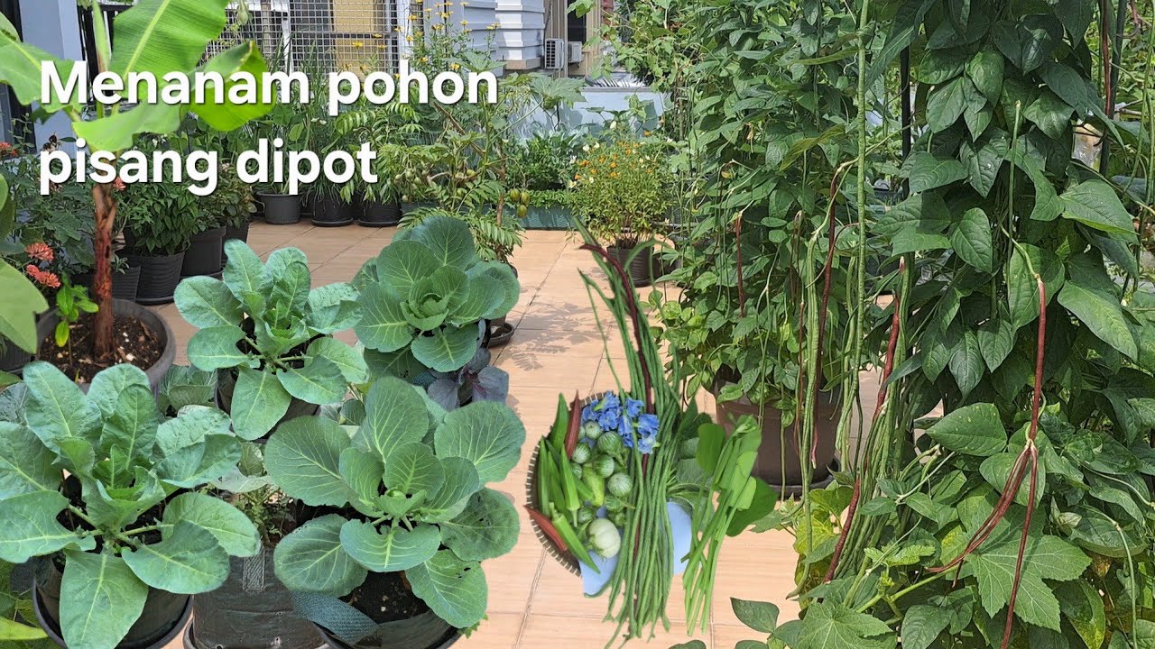 Ketahanan pangan, Berkebun sendiri praktis mau masak tinggal petik, menanam pisang di dalam pot