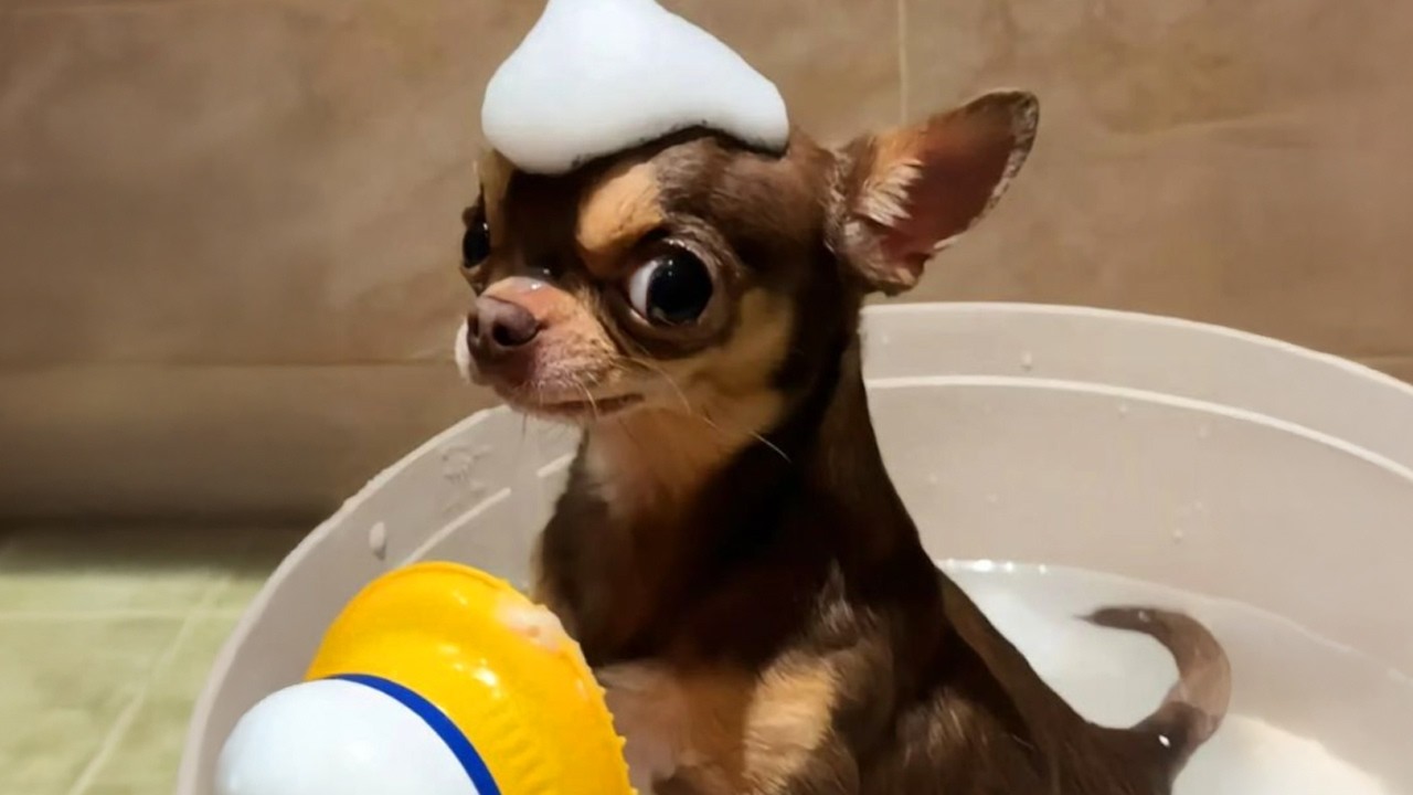 You Can&rsquo;t Stop Laughing At These CHIHUAHUAS 🤣 FUNNIEST DOGS Video 2025