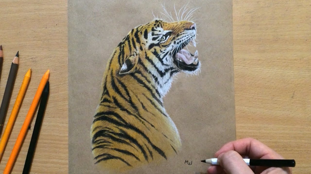 Drawing a Tiger in Colored Pencil and Pastel