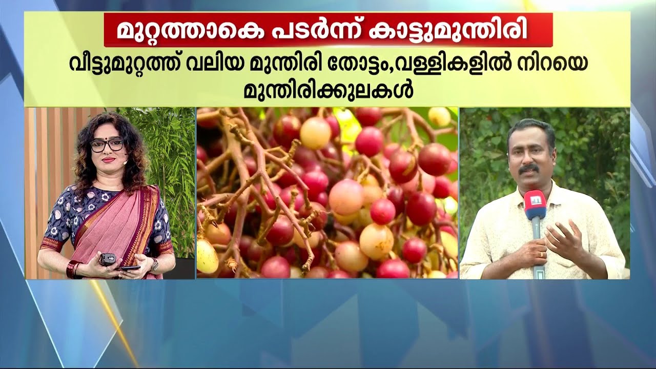 മുറ്റത്ത് പടർന്ന് കാട്ടുമുന്തിരി...കമ്പോഡിയൻ മുന്തിരി ഇതാ കൊട്ടാരക്കരയിൽ | Kottakkara