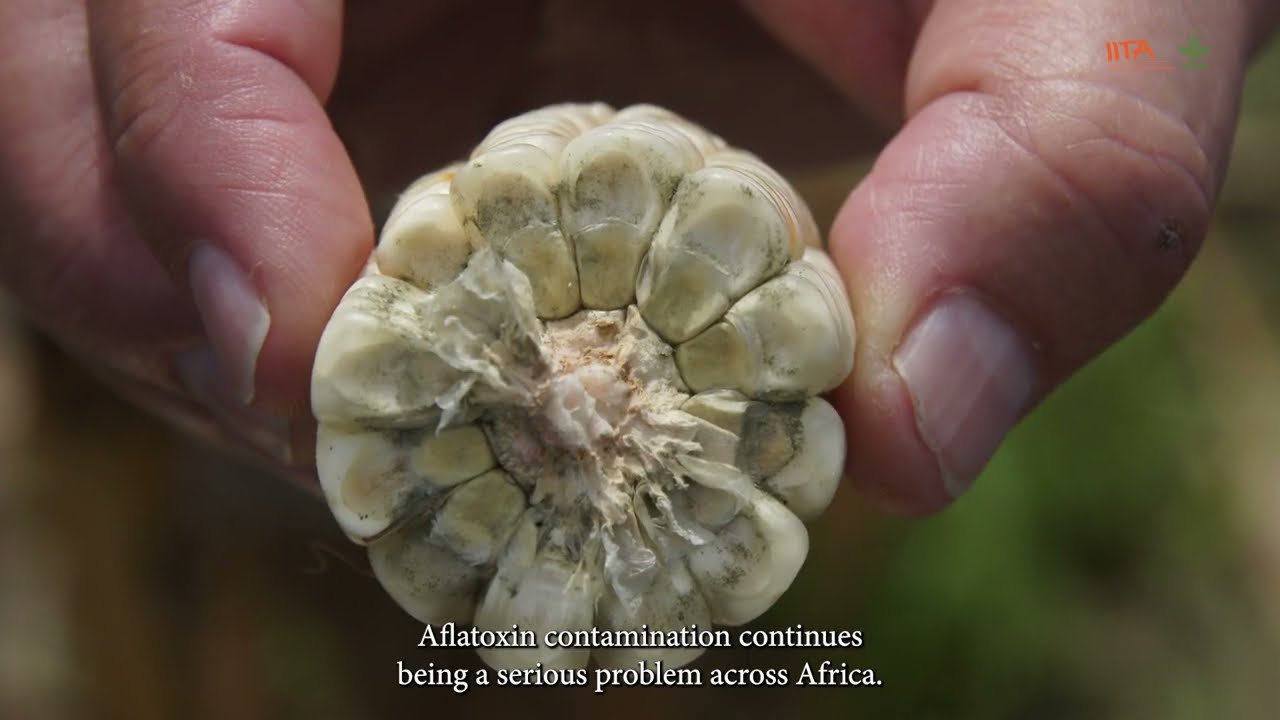 Aflasafe, a nature based bioprotectant to mitigate aflatoxin contamination in Africa.