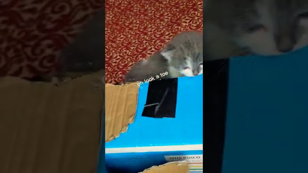 3 week old kittens racing! 😸 | Kitty Cat Muzza