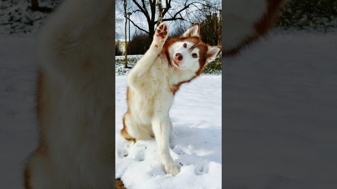 Normal dogs vs Huskies🤣🐕#shorts #dog #doglover #dogs #husky #huskydog #huskies #howlingdog