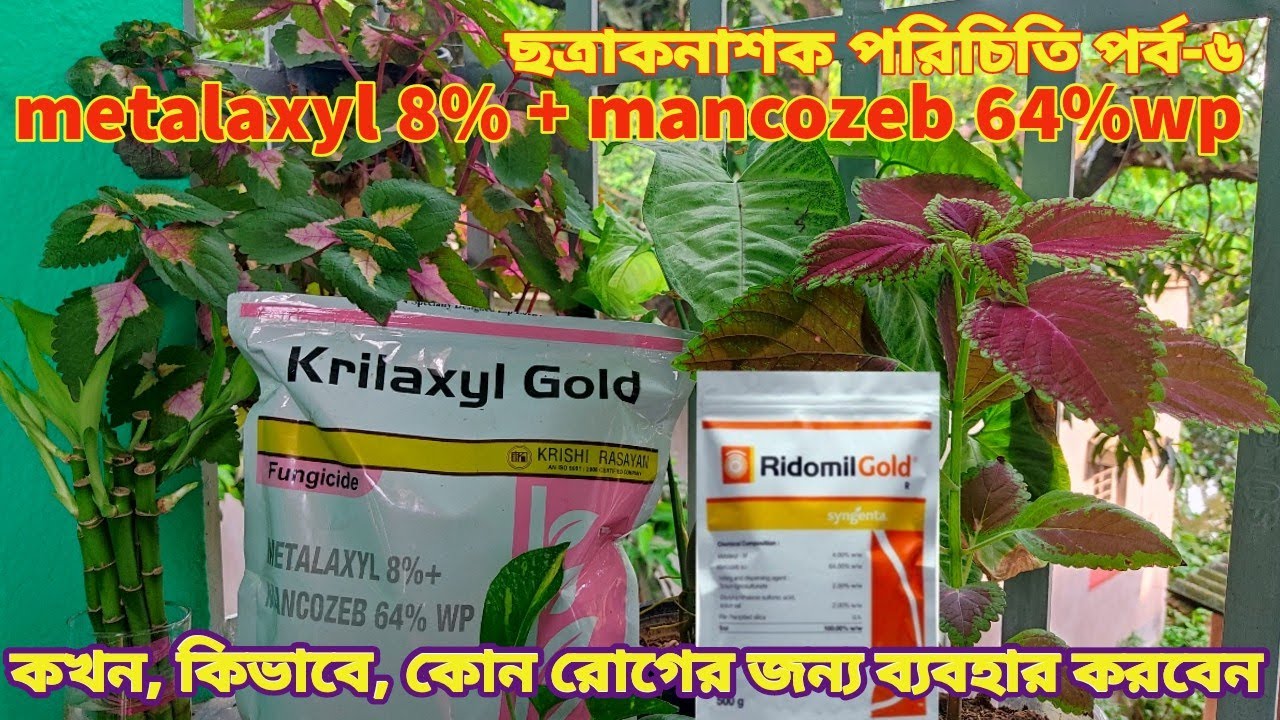 Ridomil gold| krilaxyl gold |কখন কিভাবে কোন রোগের জন্য ব্যবহার করবেন ?